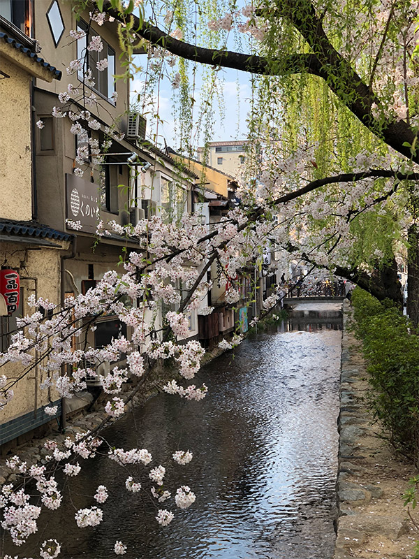 京都、木屋町沿い高瀬川の桜