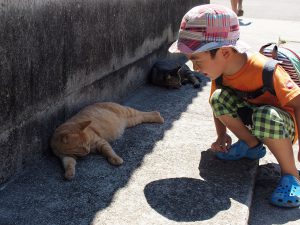 香川県の離島「男木島」の猫